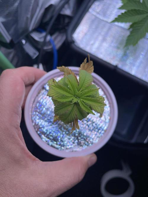 Sticky Broccoli. Week 4 - D28. Still hanging in there