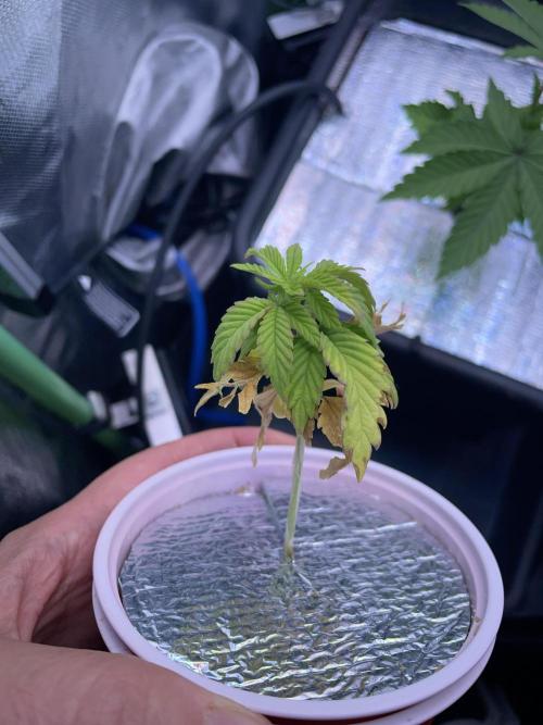 Sticky Broccoli. Week 4 - D28. Still being ignored