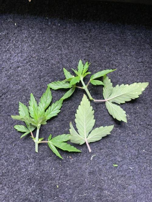 Sticky Broccoli. Week 5 - D33. Removed lower branches