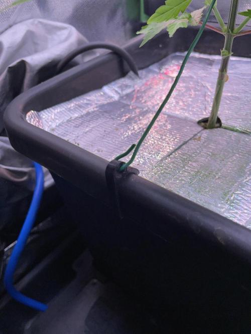 Sticky Broccoli. Week 5 - D33. Using 3D-printed anchors for training