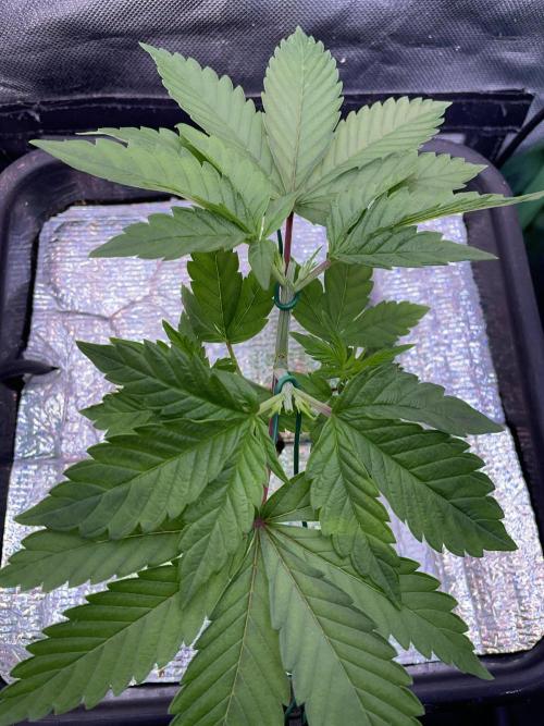 Sticky Broccoli. Week 5 - D33.