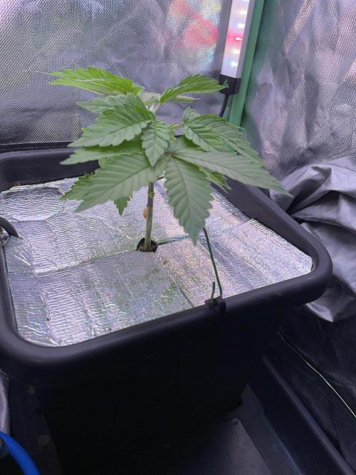 Sticky Broccoli. Week 5 - D33.