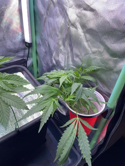 Sticky Broccoli. Week 5 - D33. A few Cap Junky cuts from my other tent