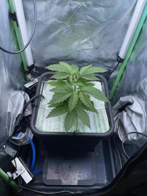 Sticky Broccoli. Week 5 - D35.
