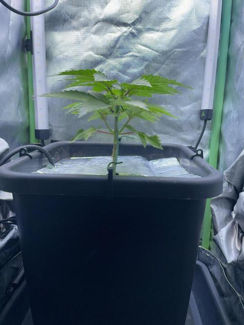 Sticky Broccoli. Week 5 - D35.