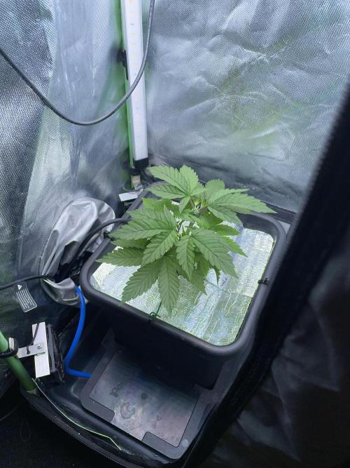 Sticky Broccoli. Week 5 - D35.