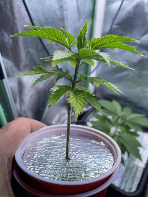 Sticky Broccoli. Week 5 - D35.