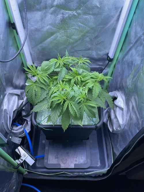 Sticky Broccoli. Week 6 - D42.