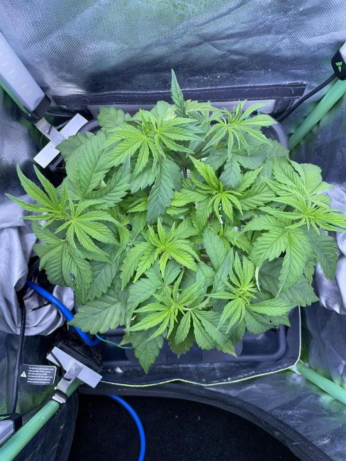 Sticky Broccoli. Week 6 - D42.