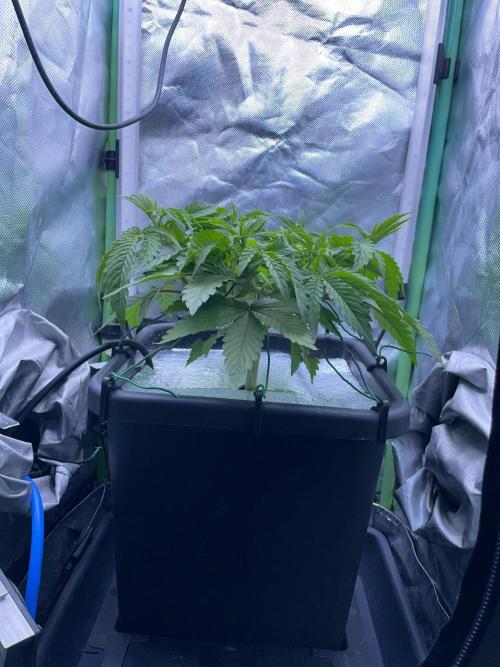 Sticky Broccoli. Week 6 - D42.