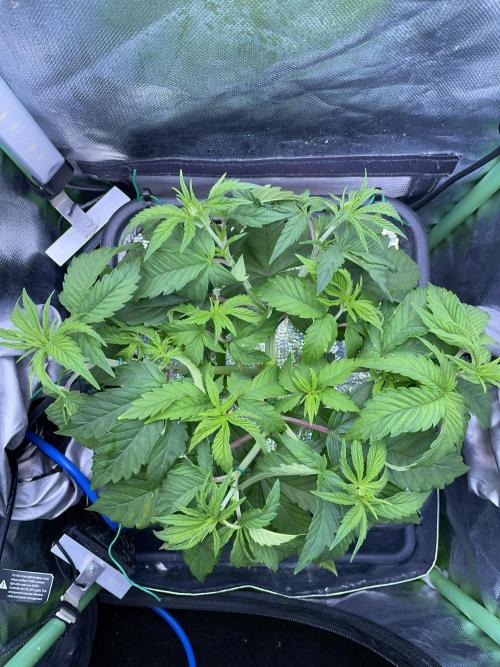 Sticky Broccoli. Week 6 - D42. After LST