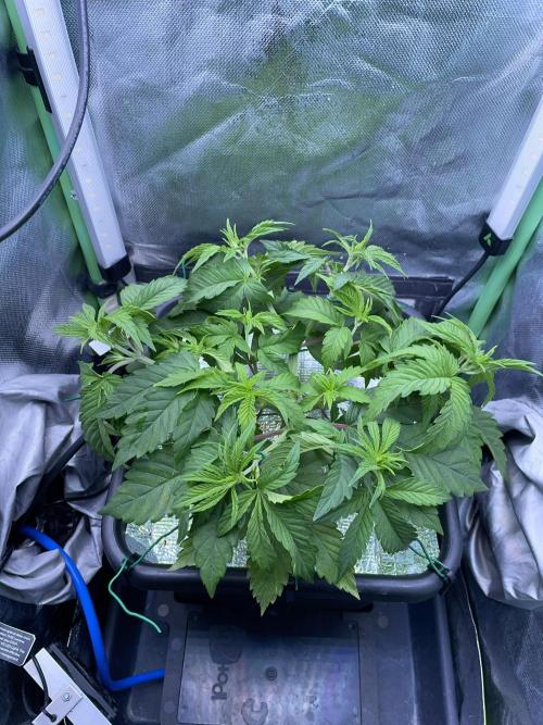 Sticky Broccoli. Week 6 - D42. After LST