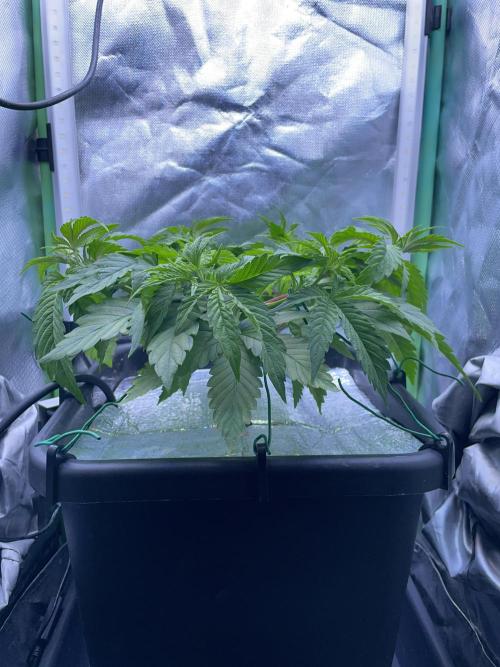 Sticky Broccoli. Week 6 - D42. After LST