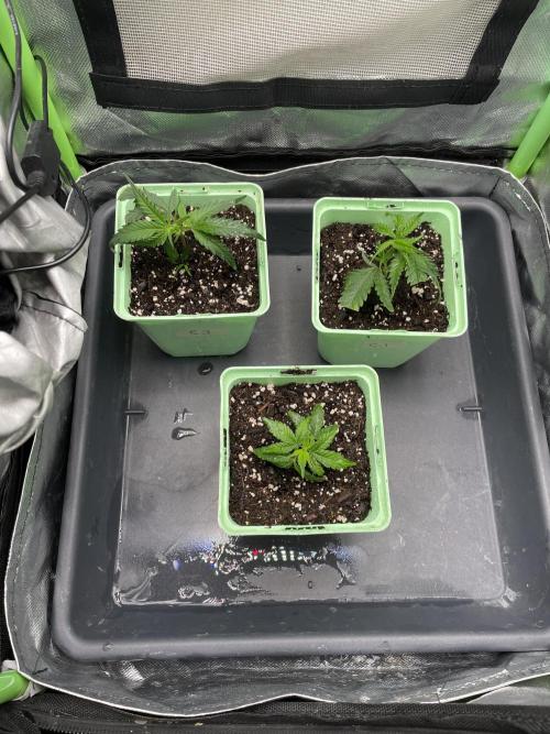 Plumz. Week 1 - Just transplanted, Plumz in the front
