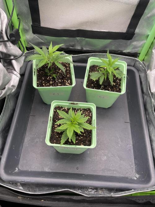 Plumz. Week 1 - A couple of days later