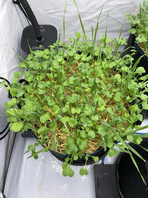 Plumz. Week 3 - Plenty of cover crop