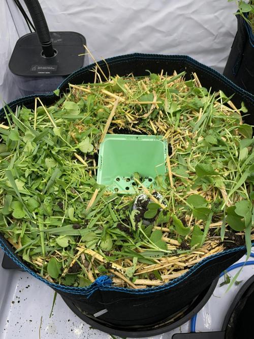 Plumz. Week 3 - Adding an empty pot to make the transplant easier