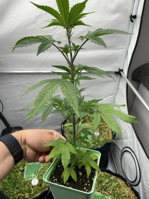 Plumz. Week 3 - Plumz