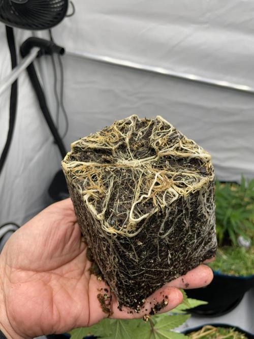 Plumz. Week 3 - Roots look healthy