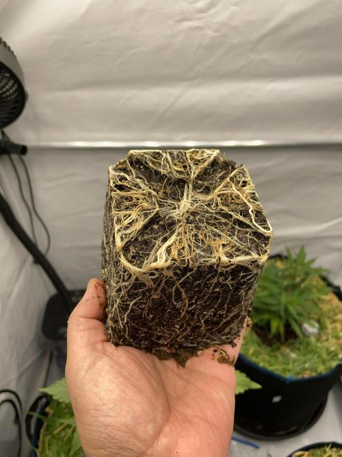 Plumz. Week 3 - More root porn
