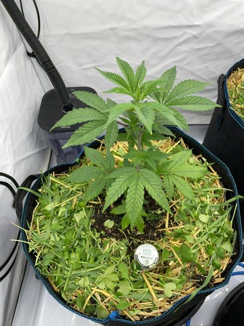 Plumz. Week 3