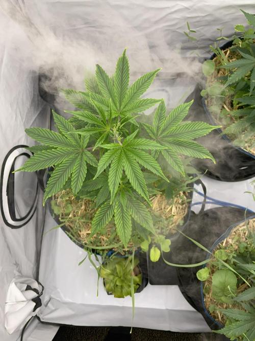 Plumz. Week 4