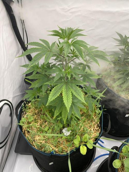 Plumz. Week 4