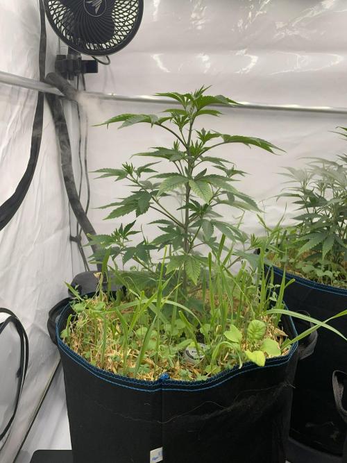 Plumz. Week 4