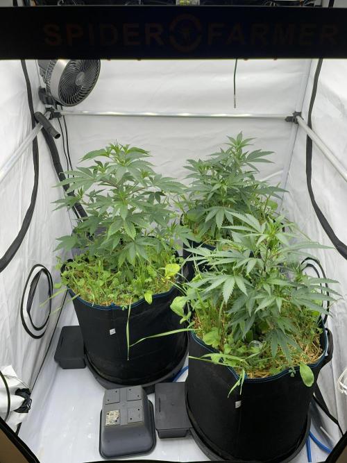 Plumz. Week 5