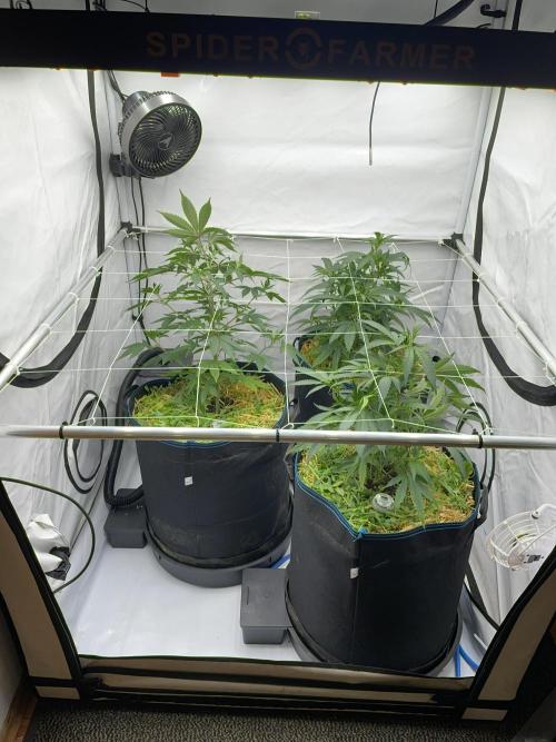 Plumz. Week 5