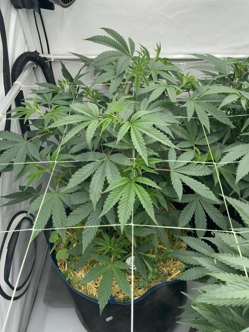 Plumz. Week 6