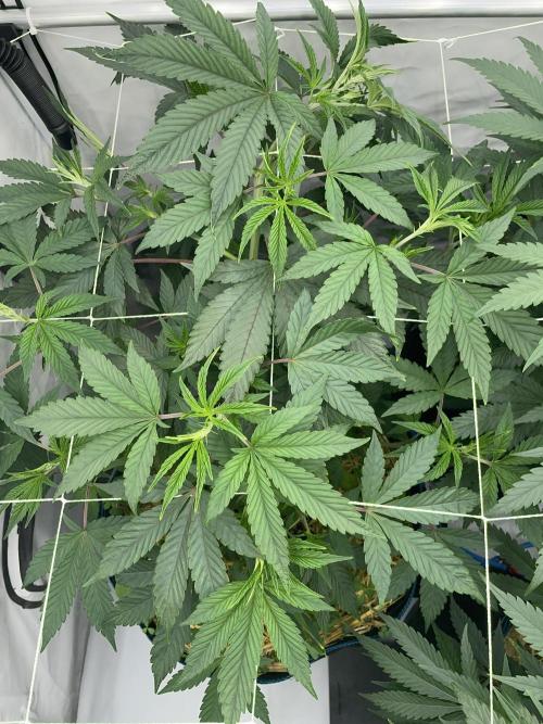 Plumz. Week 6