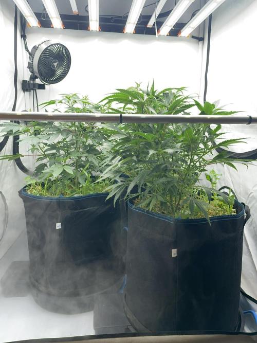 Plumz. Week 6