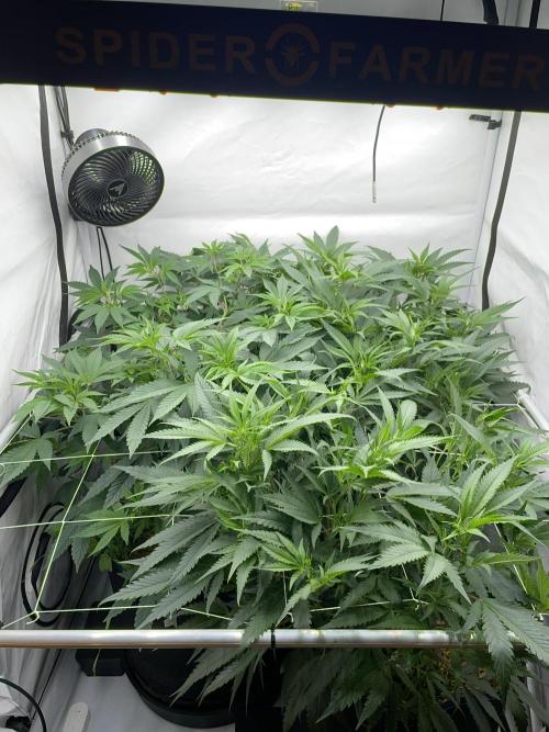 Plumz. Week 7 - Plumz left