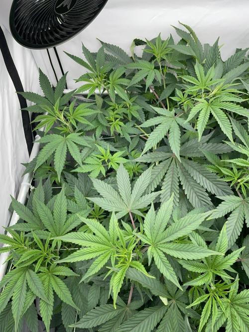 Plumz. Week 7 - Plumz