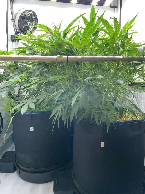 Plumz. Week 7 - So bushy