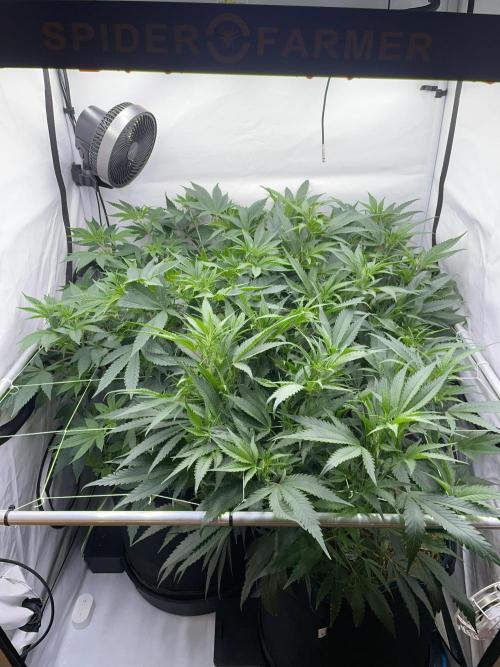Plumz. Week 7 - Plumz left