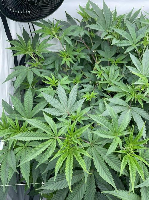 Plumz. Week 7 - Plumz