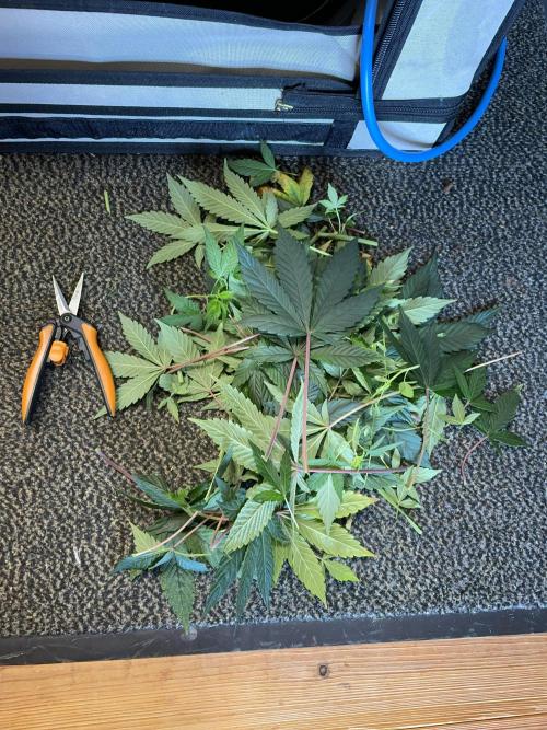 Plumz. Week 7 - Cleaned the lower canopy