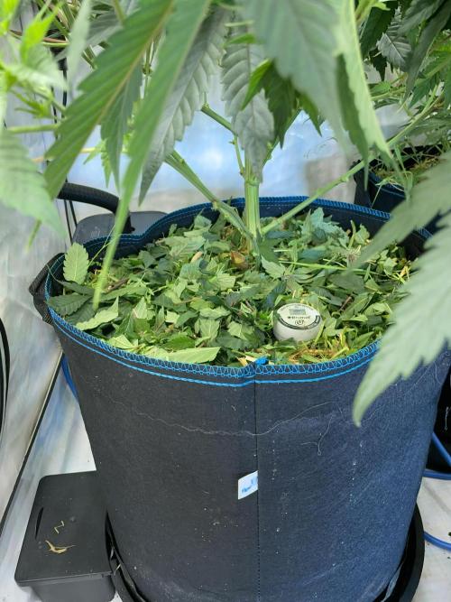 Plumz. Week 7 - Adding back what was removed