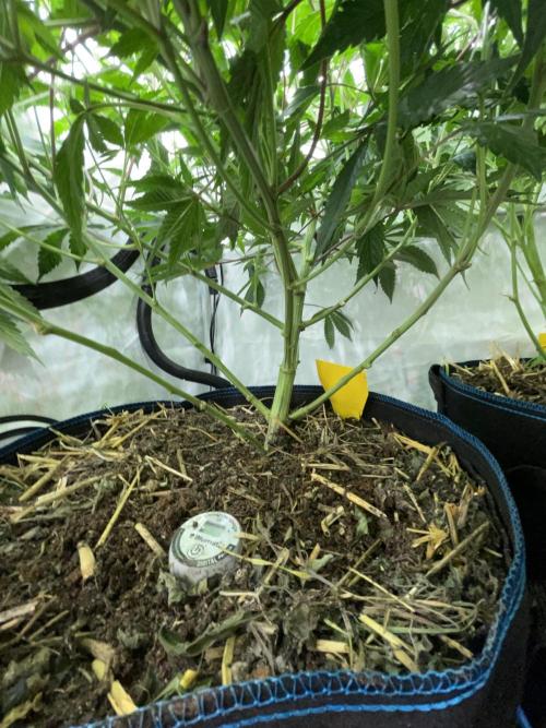 Plumz. Week 8 - Added topdress