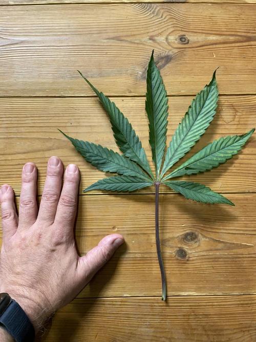 Plumz. Week 9 - Plumz has some serious leaves