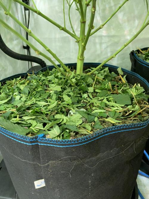Plumz. Week 9 - Added on top of the pot