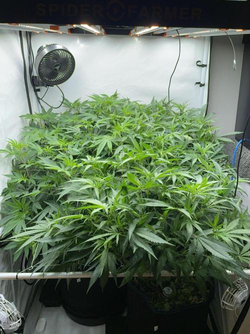 Plumz. Week 9 - Plumz left