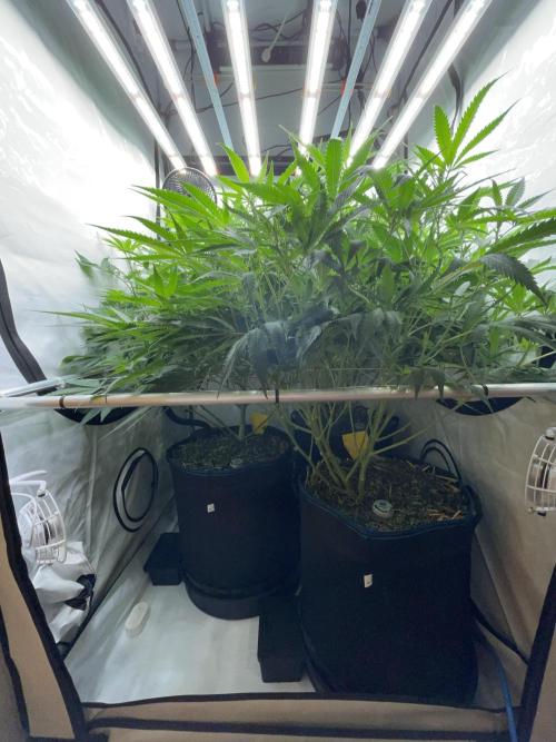 Plumz. Week 9