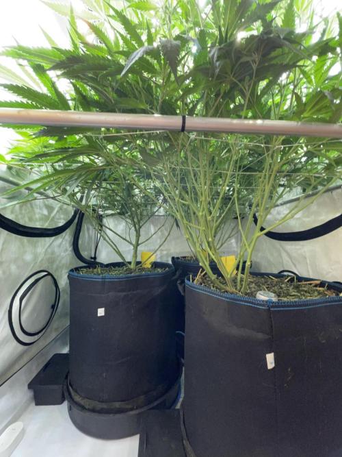 Plumz. Week 9