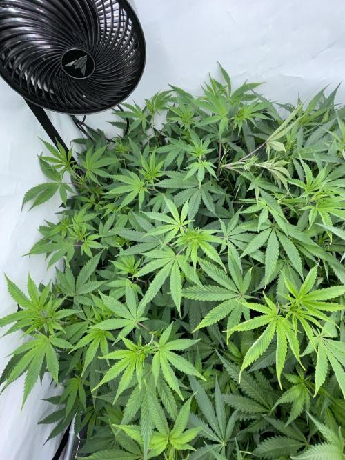 Plumz. Week 9 - Plumz