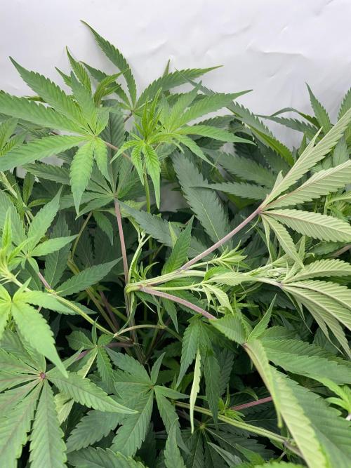 Plumz. Week 9 - Super cropping