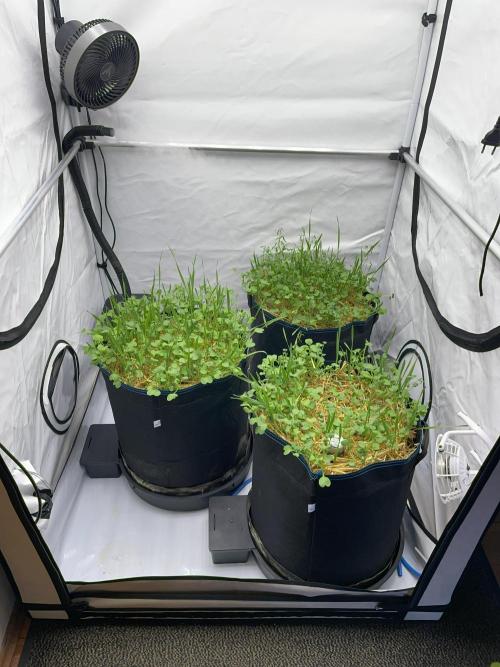 Cap Junky. Week 3 - The tent and AutoPots are waiting for new tenants