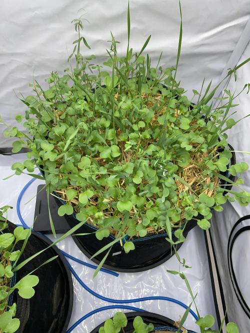 Cap Junky. Week 3 - Plenty of cover crop